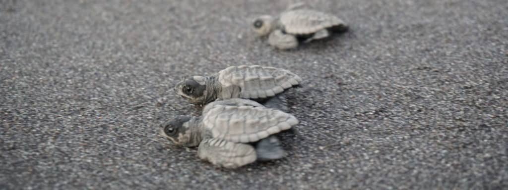newly hatched turtles close up